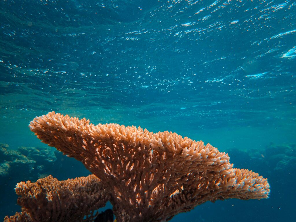 Coral reef underwater